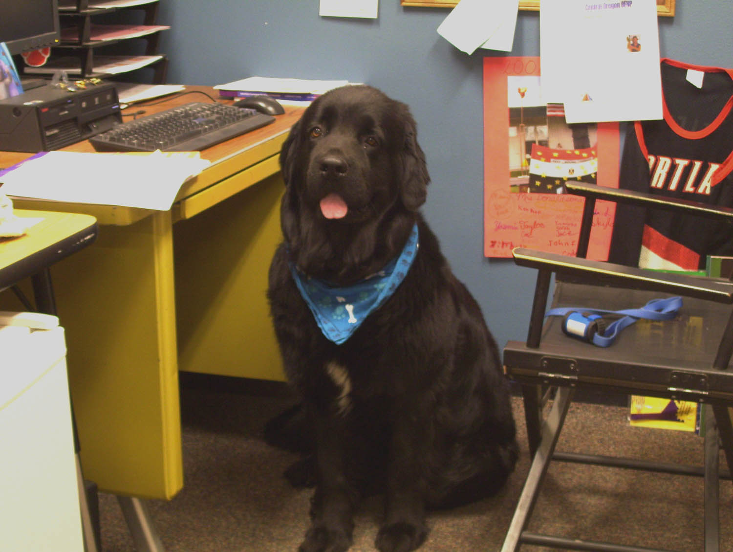 newfoundland dog bandana