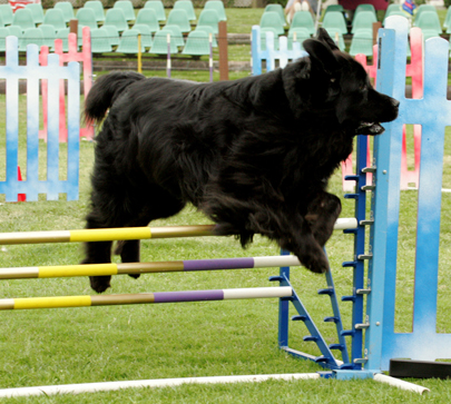 newfoundland agility